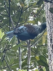 Prosthemadera novaeseelandiae novaeseelandiae