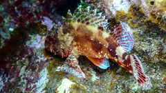 Scorpaena maderensis