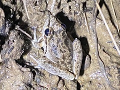 Litoria latopalmata