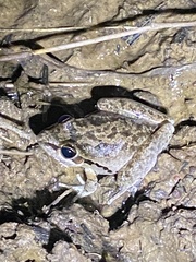 Litoria latopalmata