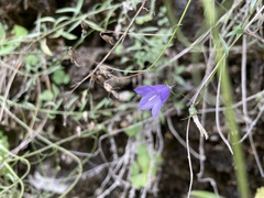 Campanula rotundifolia