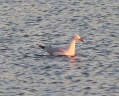 Chroicocephalus genei