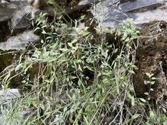 Campanula rotundifolia