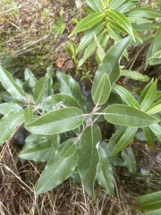 Olearia avicenniifolia