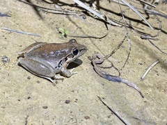 Litoria latopalmata