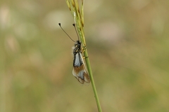 Libelloides lacteus