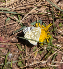 Pontia occidentalis