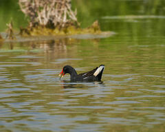 Gallinula chloropus meridionalis