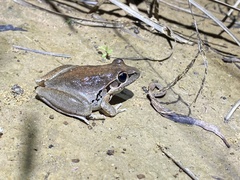 Litoria latopalmata