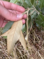 Olearia avicenniifolia