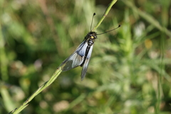 Libelloides lacteus