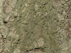 Scoliciosporum pensylvanicum