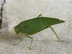 Tettigoniidae