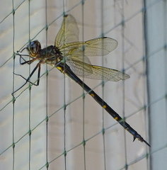 Somatochlora linearis