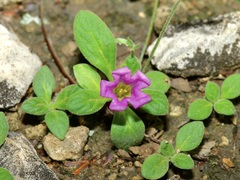 Nama parvifolia