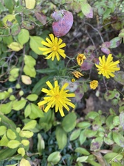 Hieracium lachenalii