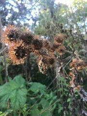 Arctium