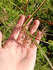 Cyperus longus