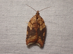 Acleris rhombana