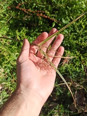 Cyperus longus