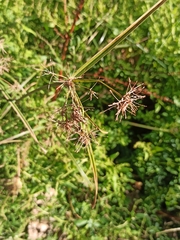 Cyperus longus