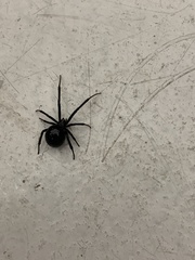 Latrodectus hesperus