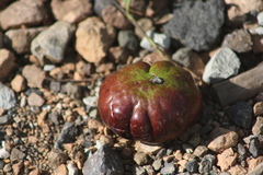 Pleiogynium timoriense