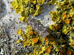 Anacampsis populella