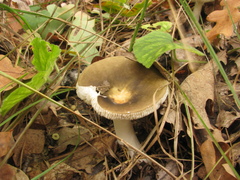 Russula virescens