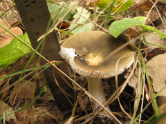 Russula virescens