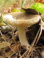 Russula virescens
