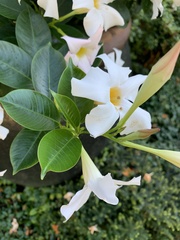 Apocynoideae
