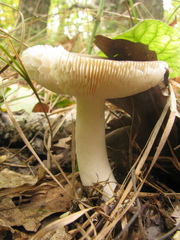 Russula virescens