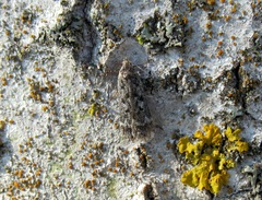Anacampsis populella