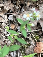 Sericocarpus asteroides