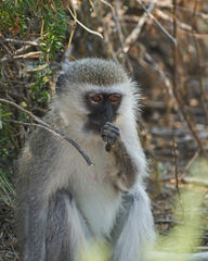 Chlorocebus pygerythrus pygerythrus