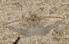 Taxeotis perlinearia