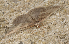 Taxeotis perlinearia