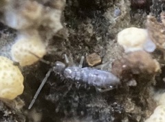 Tomocerinae