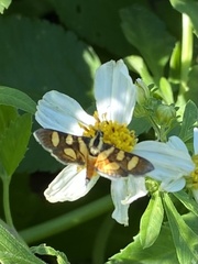 Chauliognathus marginatus