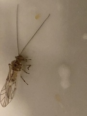 Teliapsocus