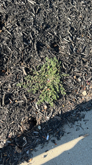 Euphorbia serpens
