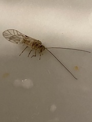Teliapsocus