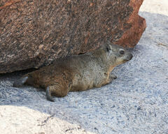 Procavia capensis capensis