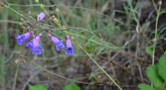 Penstemon
