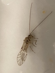 Teliapsocus