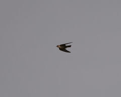 Ptyonoprogne fuligula