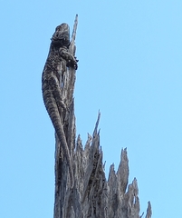 Agamidae