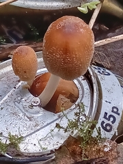 Coprinellus micaceus