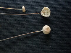 Marasmius felix